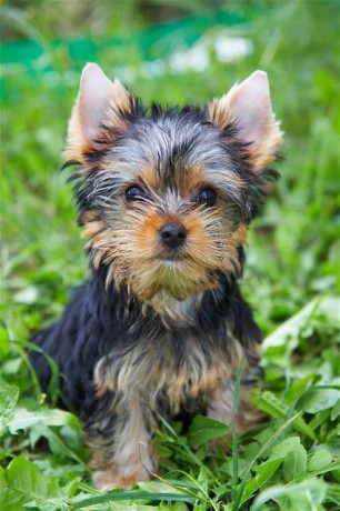 Yorkšírský teriér